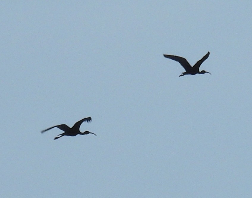 ibis hnědý - ML620010726