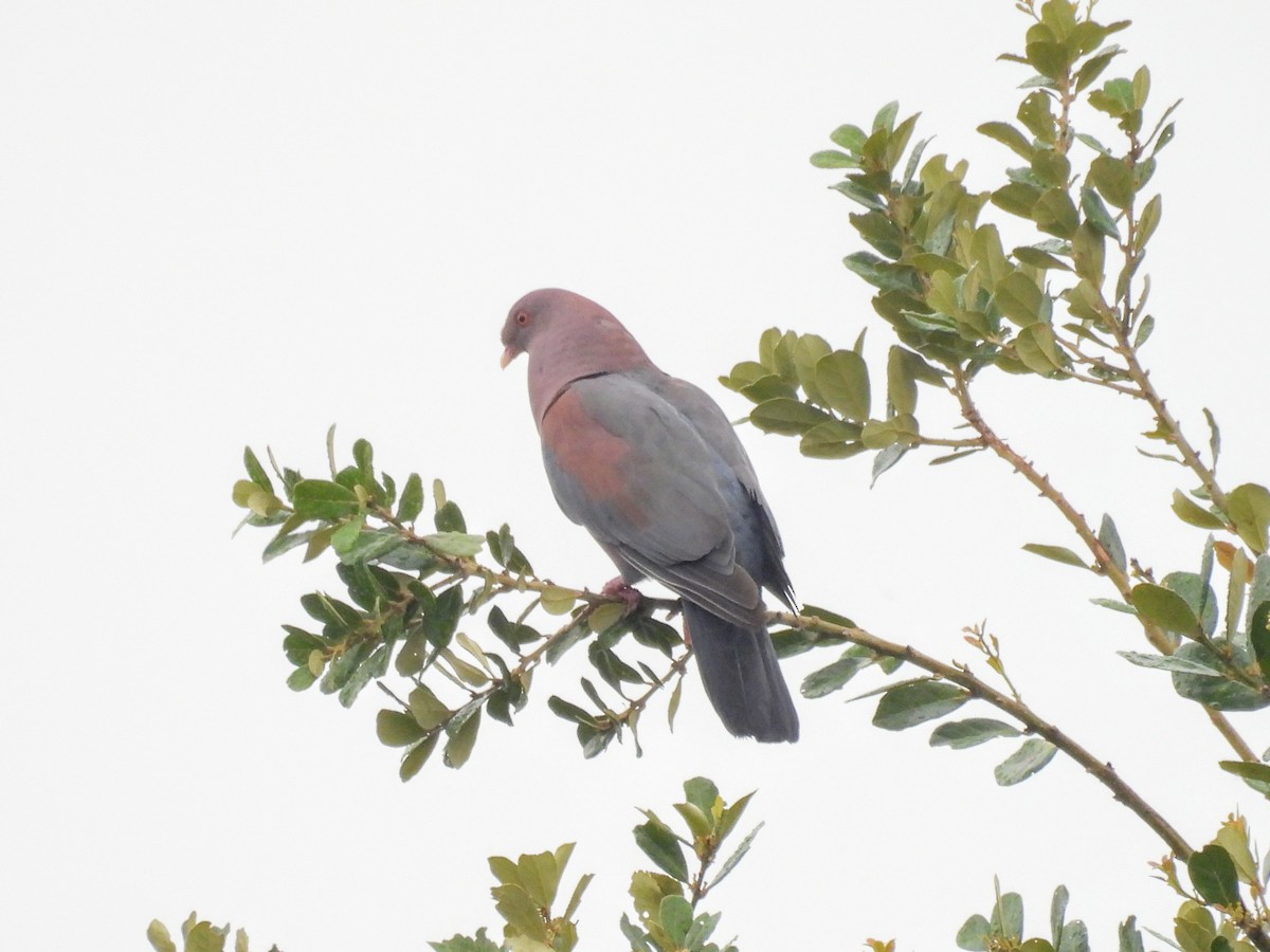 Pigeon à bec rouge - ML620010727