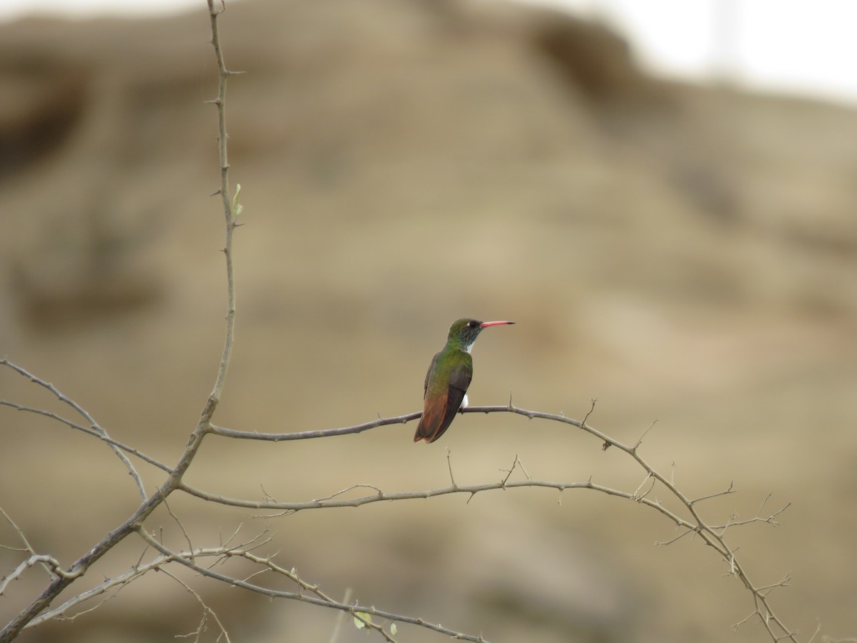 Amazilia Hummingbird - ML620010732