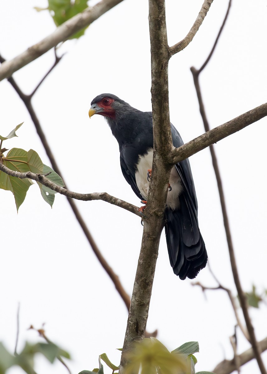 Red-throated Caracara - Josanel Sugasti -photographyandbirdingtourspanama