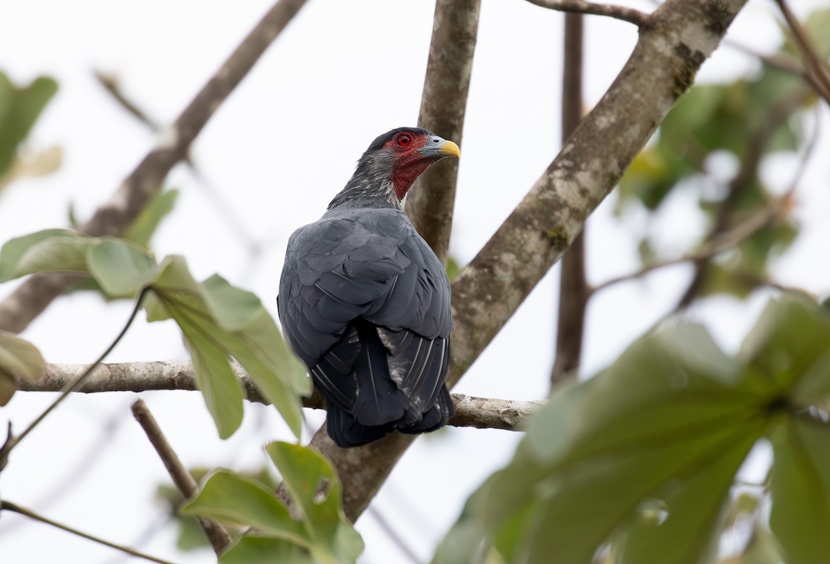 Red-throated Caracara - ML620010740