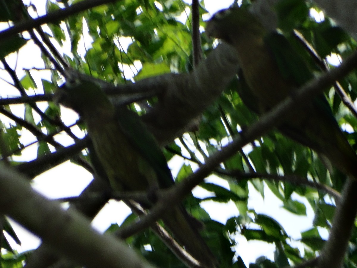 Olive-throated Parakeet - ML620010759