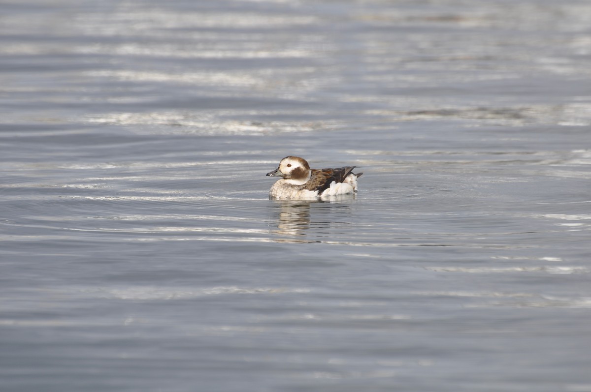 Long-tailed Duck - ML620010760