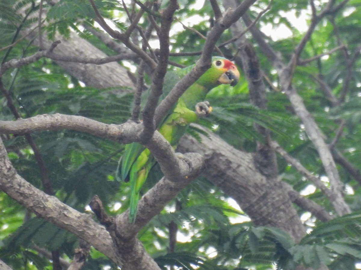 Red-lored Parrot - ML620010761