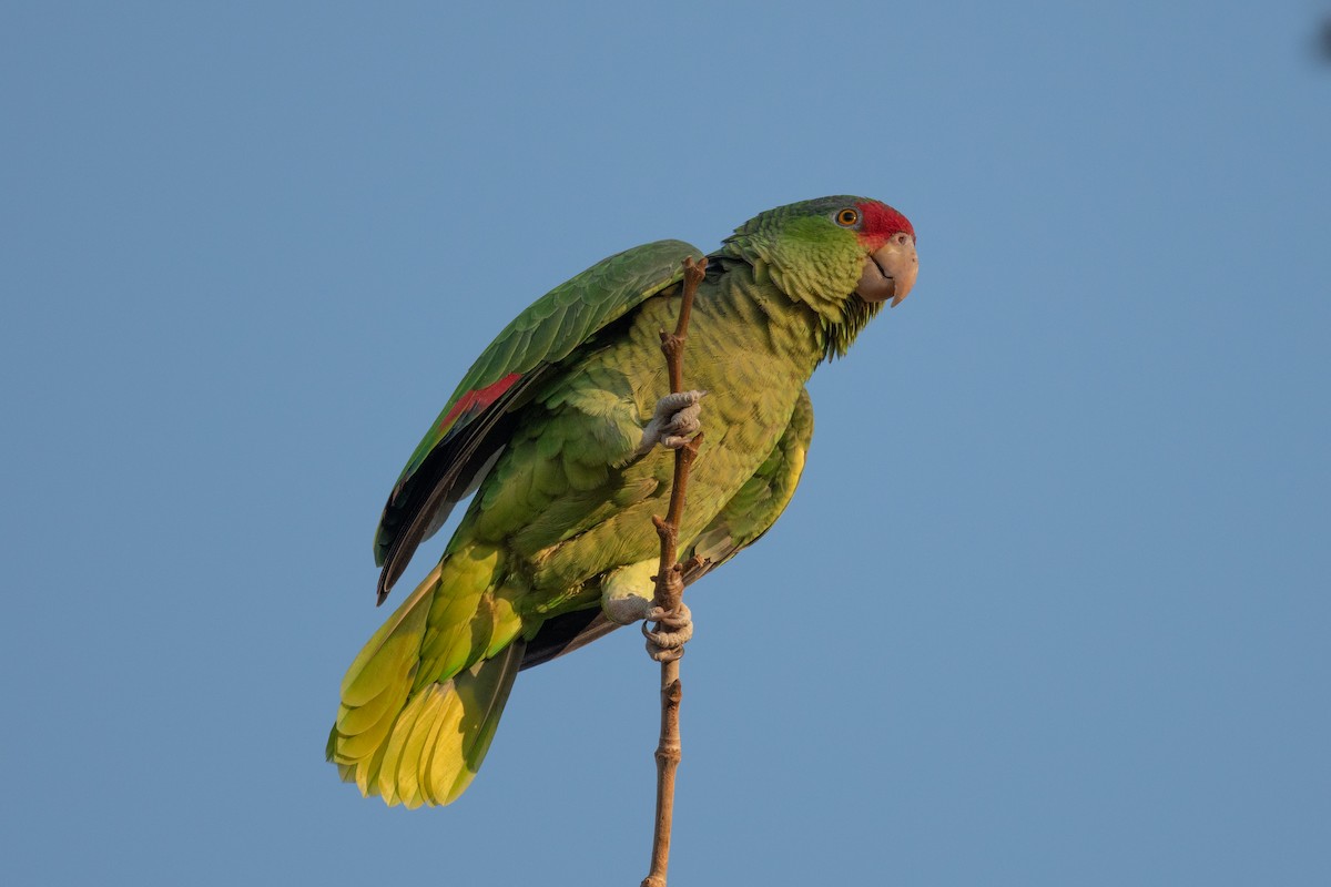 Red-crowned Parrot - ML620010777
