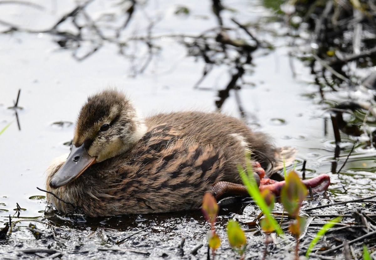 Canard colvert - ML620010779