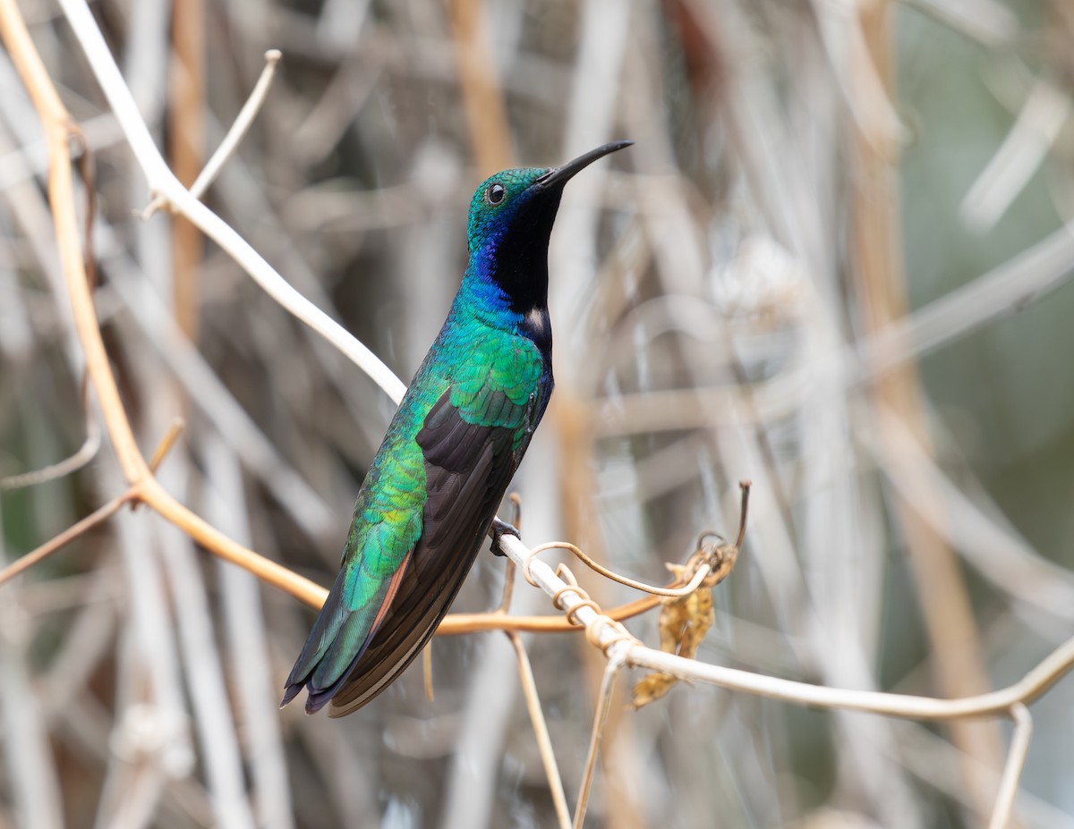 Black-throated Mango - ML620010780