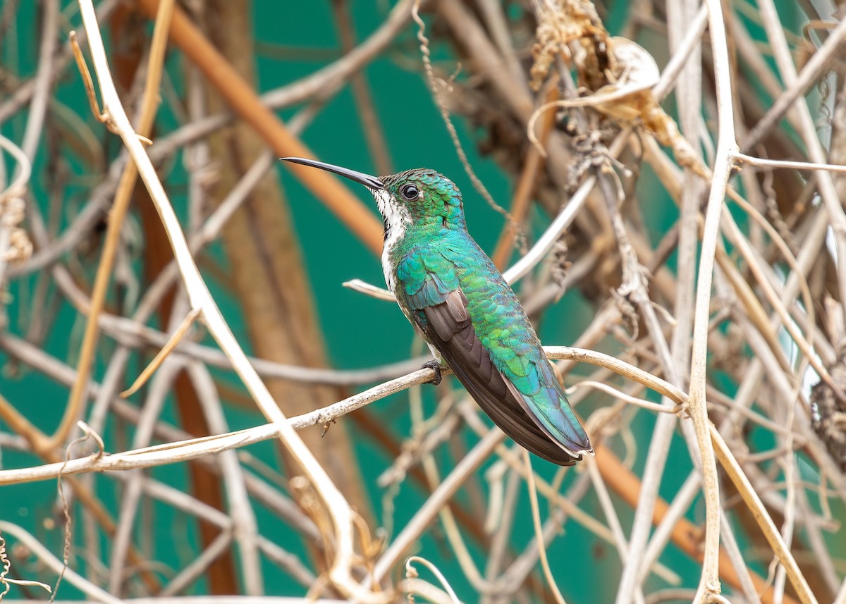 Black-throated Mango - ML620010781