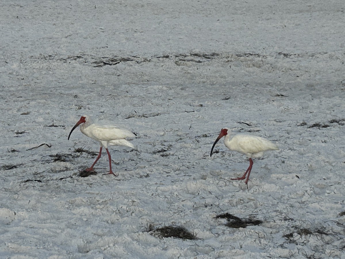 White Ibis - Wyatt Smith