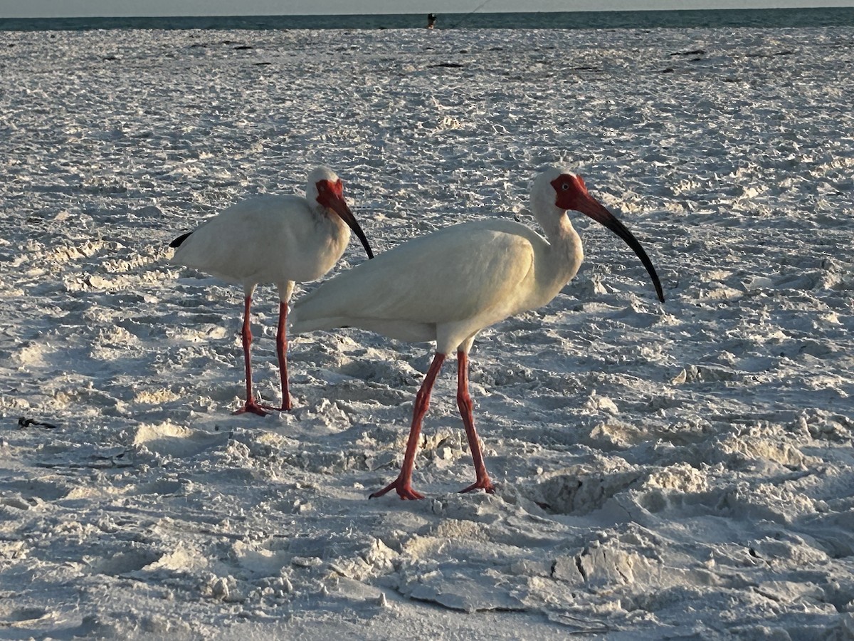 White Ibis - ML620010787