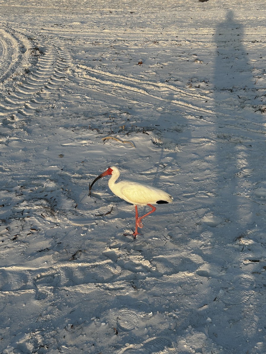 White Ibis - ML620010788