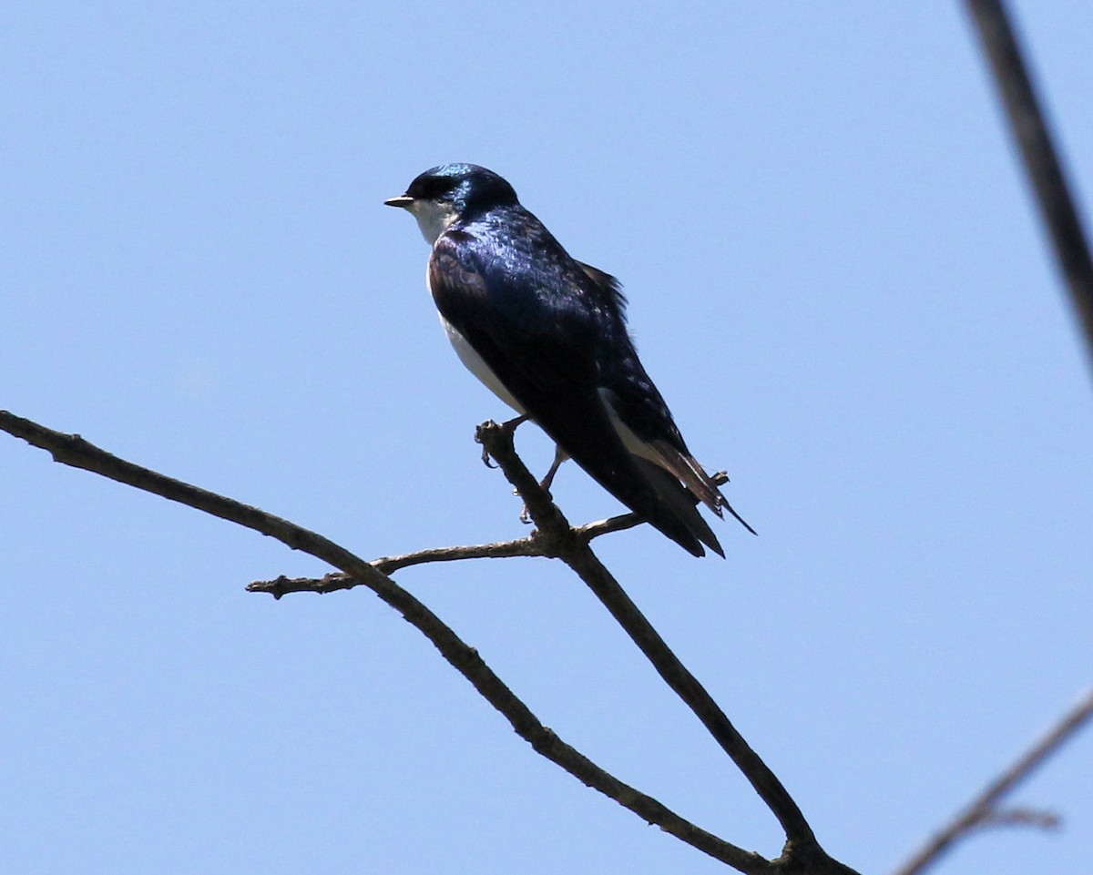 Tree Swallow - Kernan Bell