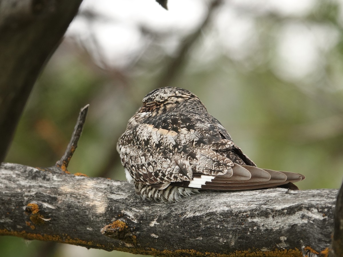 Common Nighthawk - ML620010813