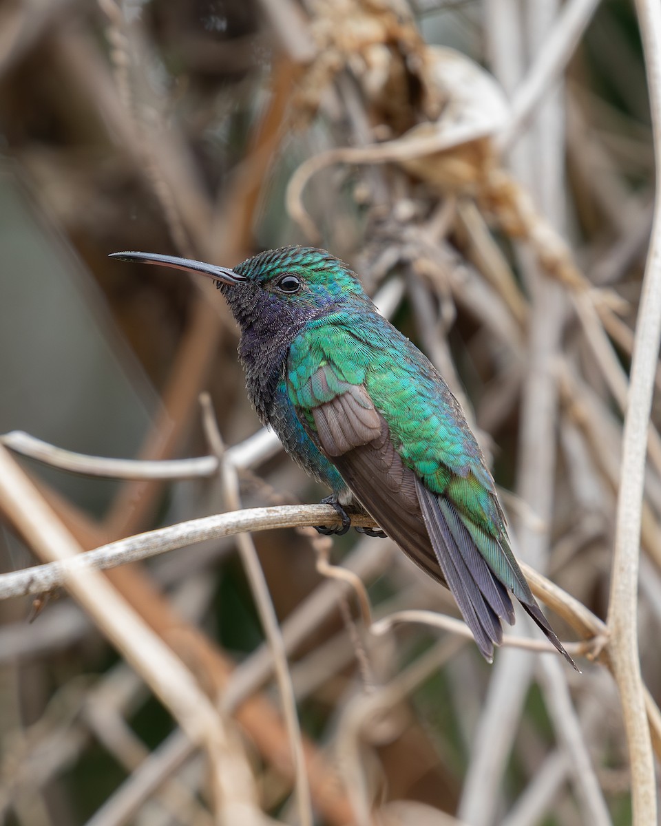 kolibřík safírovohrdlý - ML620010822