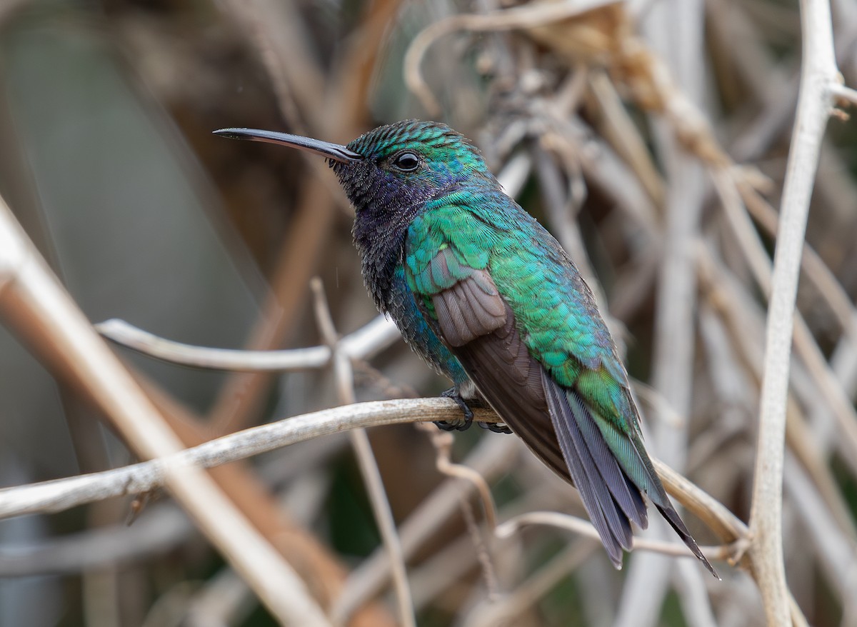 Colibrí Gorjizafiro - ML620010823