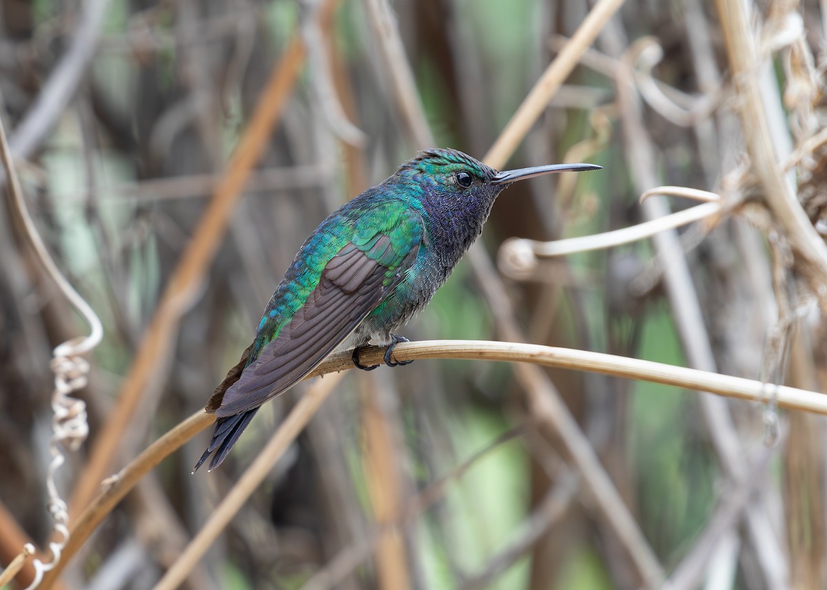 Colibrí Gorjizafiro - ML620010824