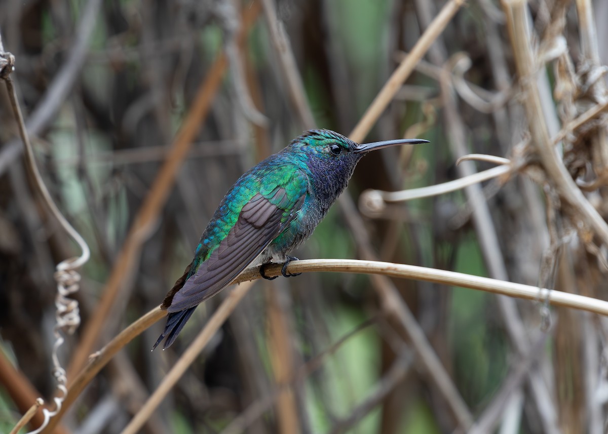kolibřík safírovohrdlý - ML620010825