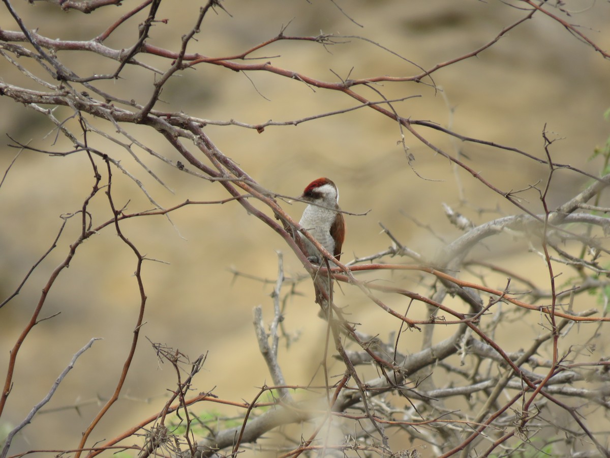 Scarlet-backed Woodpecker - ML620010846