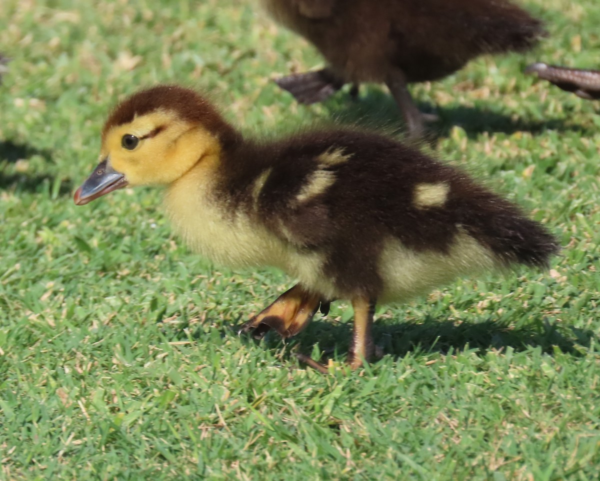 Muscovy Duck (Domestic type) - ML620010849