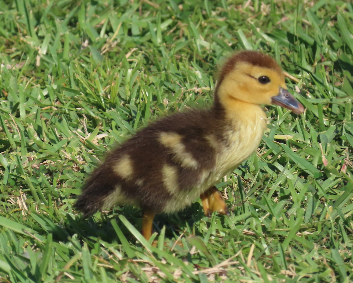 Muscovy Duck (Domestic type) - ML620010852