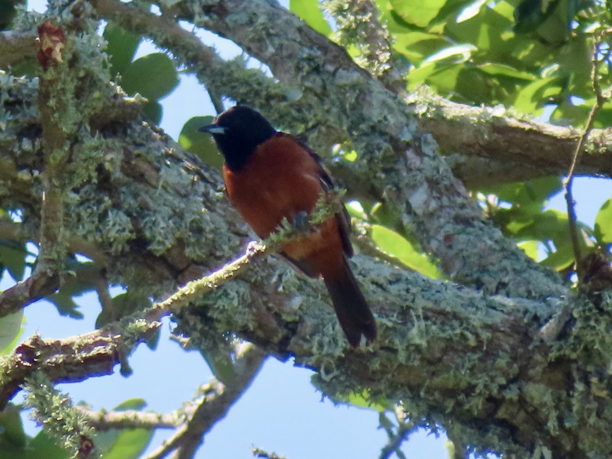 Orchard Oriole - ML620010859