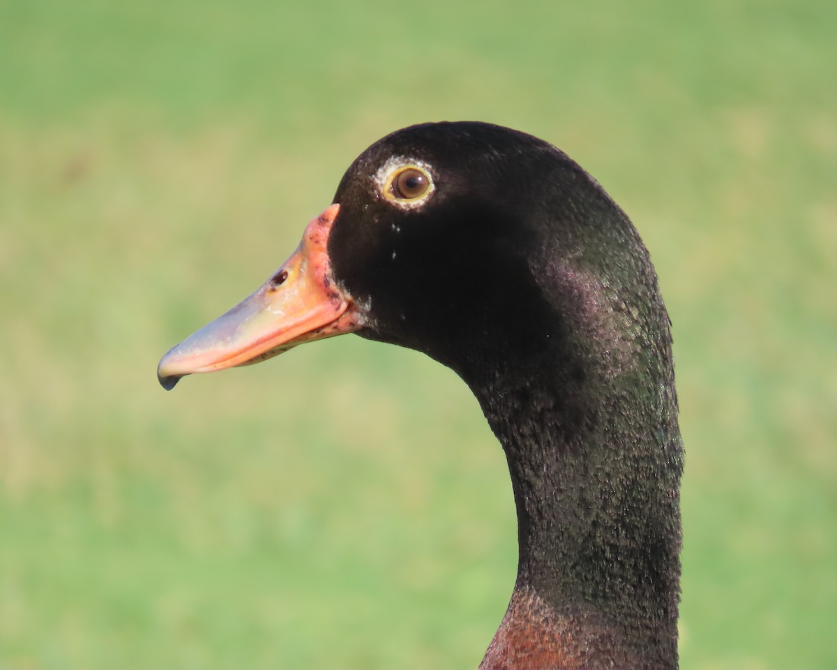 Muscovy Duck x Mallard (hybrid) - ML620010882