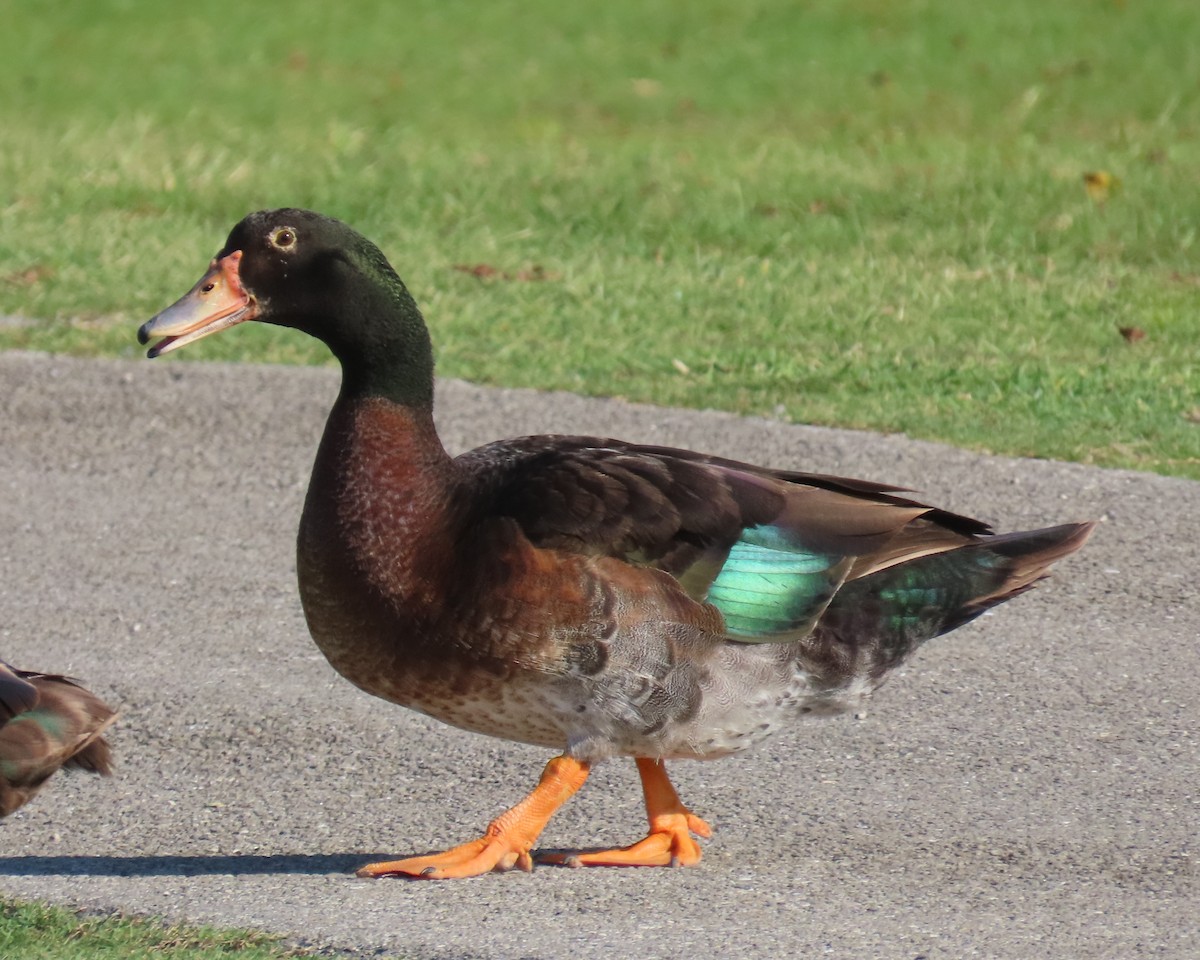 Muscovy Duck x Mallard (hybrid) - ML620010883