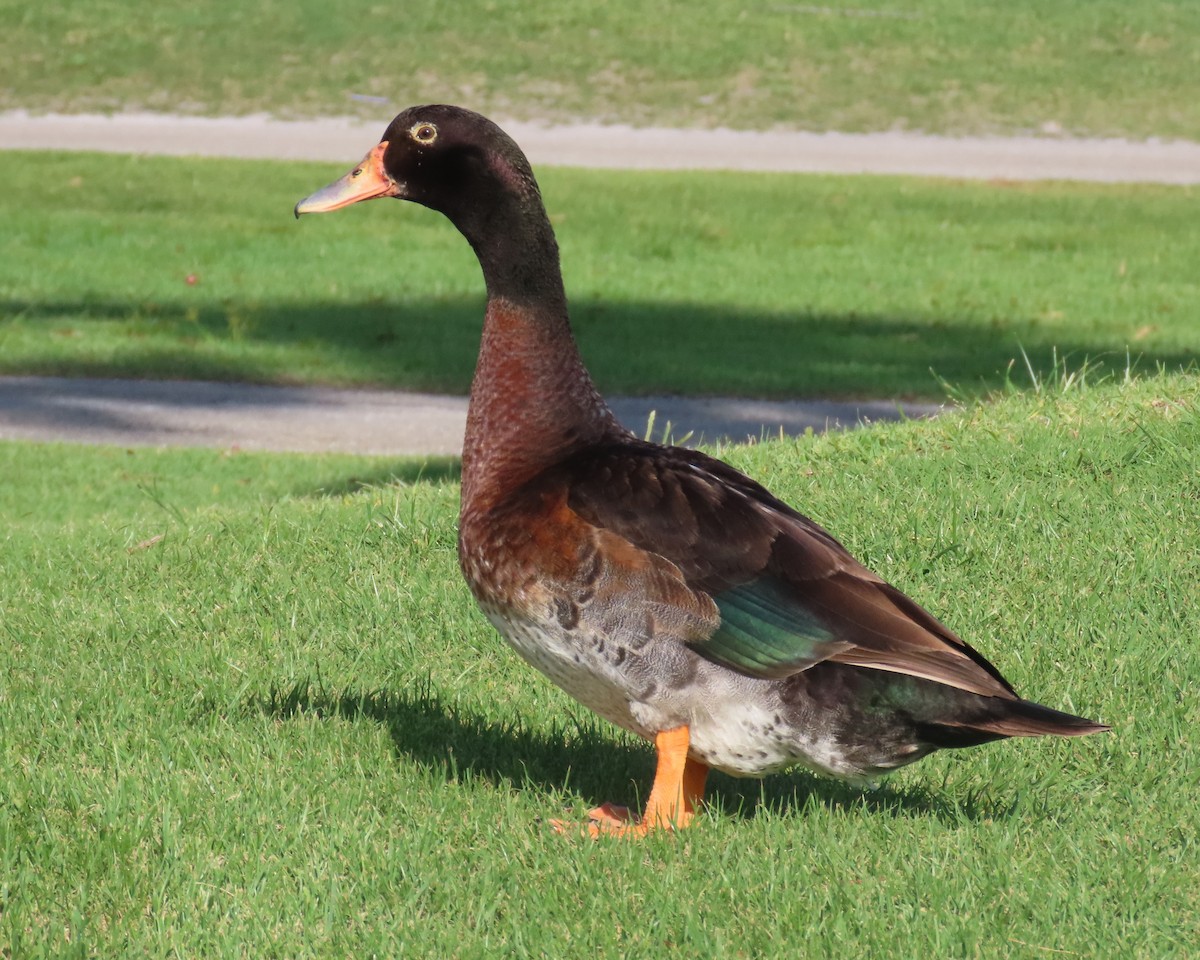 Muscovy Duck x Mallard (hybrid) - ML620010884