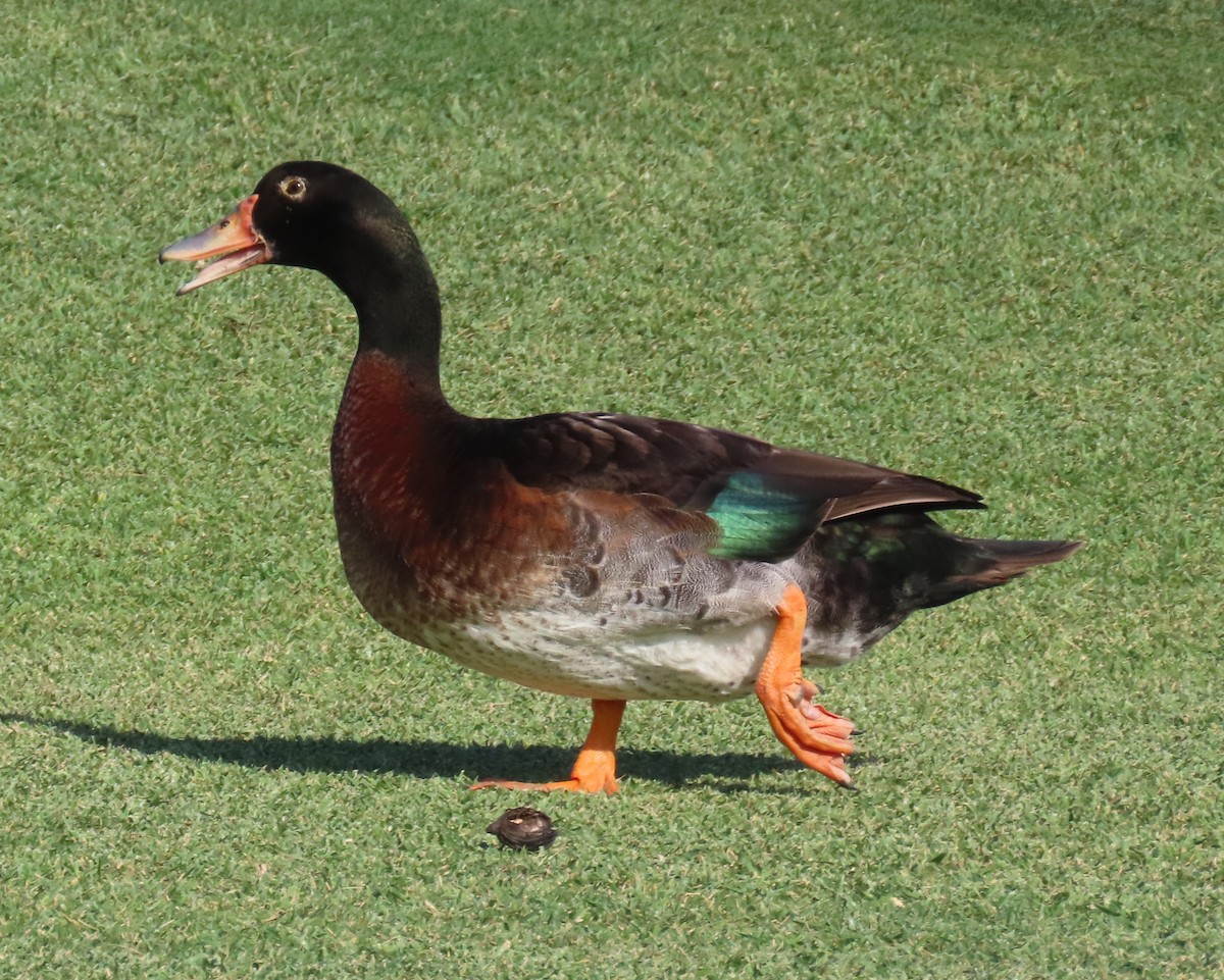 Muscovy Duck x Mallard (hybrid) - ML620010885