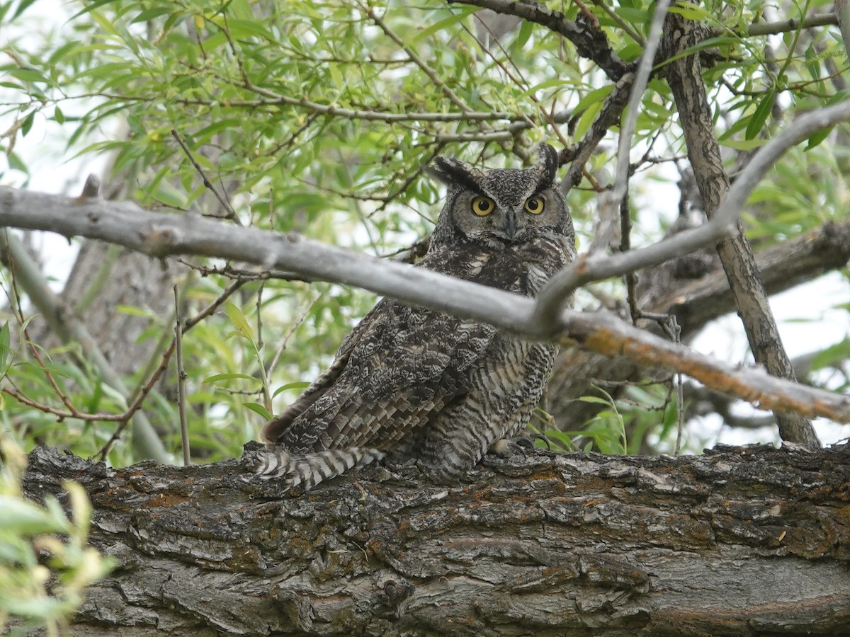 Great Horned Owl - ML620010889