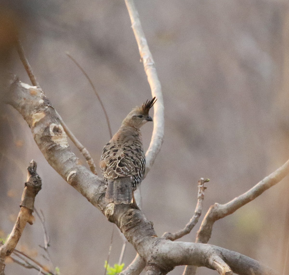 Banded Quail - ML620010902