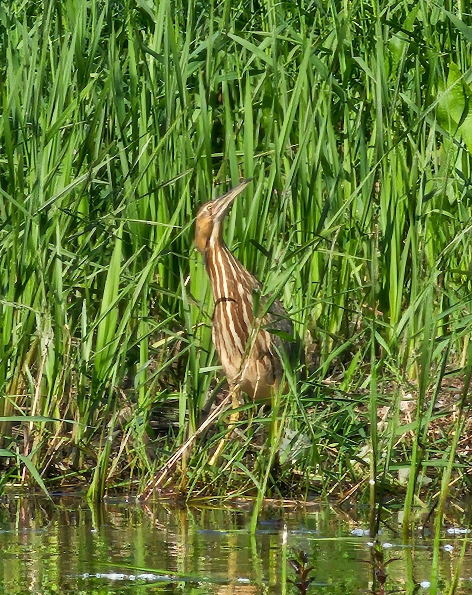 American Bittern - ML620010910