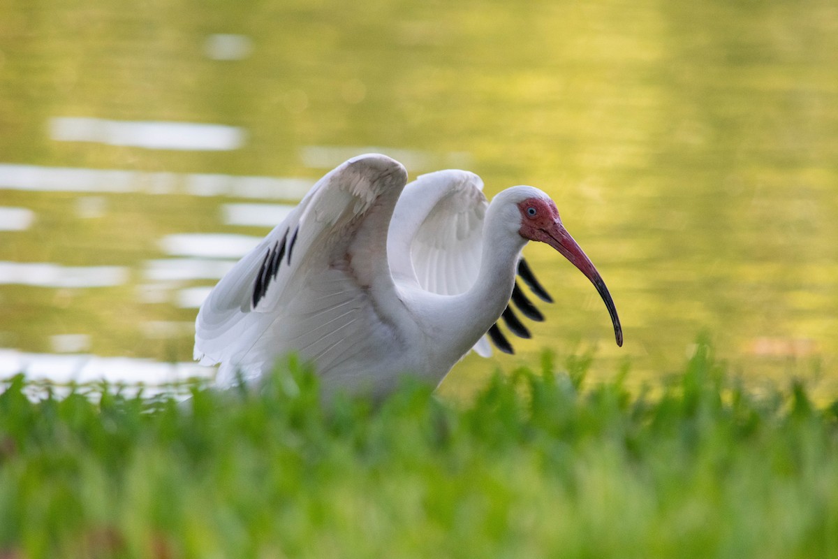 ibis bílý - ML620010915