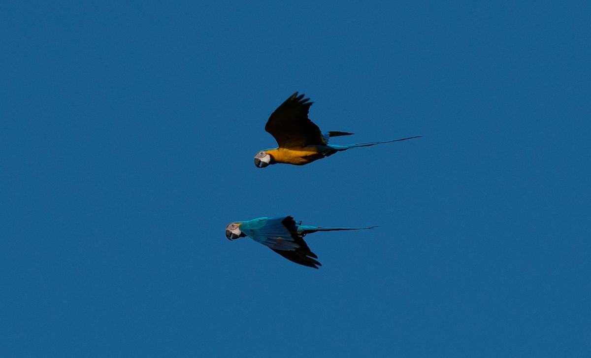 Blue-and-yellow Macaw - ML620010916