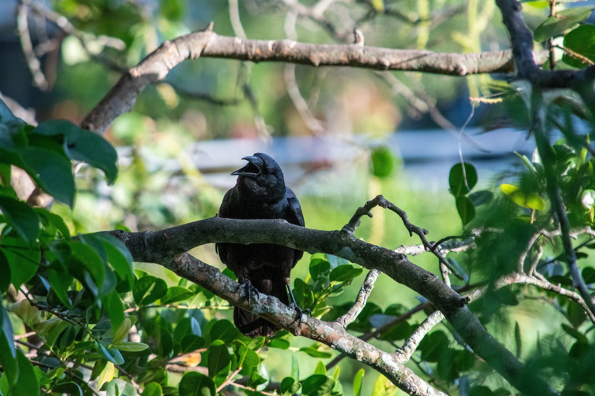 Fish Crow - ML620010924