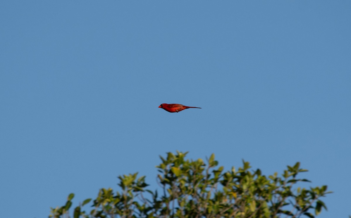 Cardenal Norteño - ML620010926