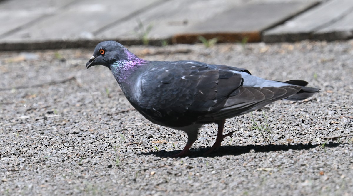 Rock Pigeon (Feral Pigeon) - ML620010927