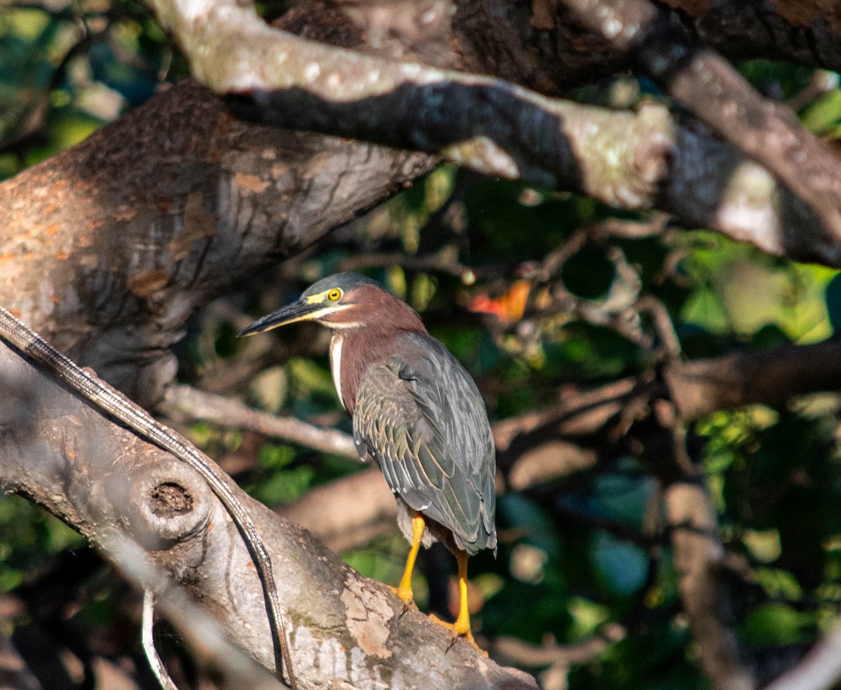 Green Heron - ML620010929