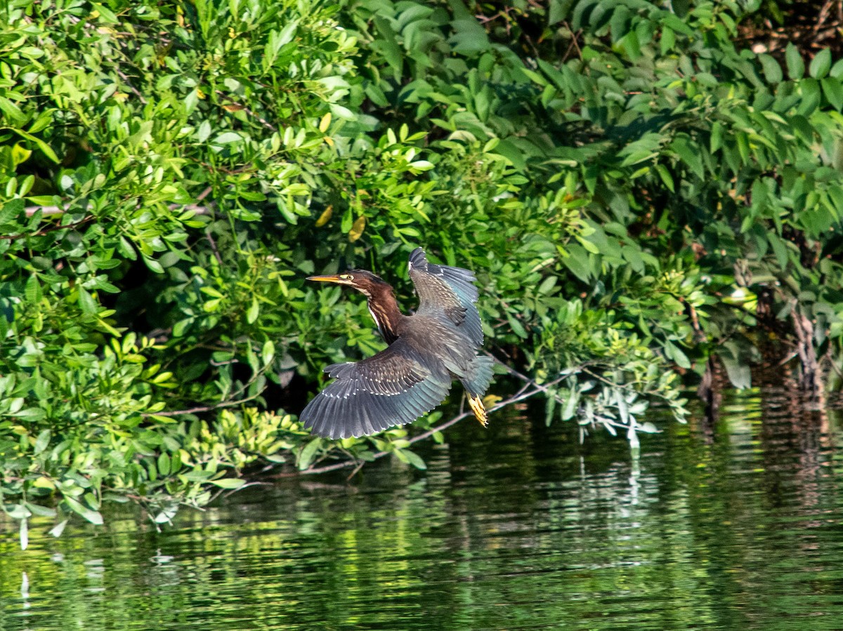 Green Heron - ML620010930