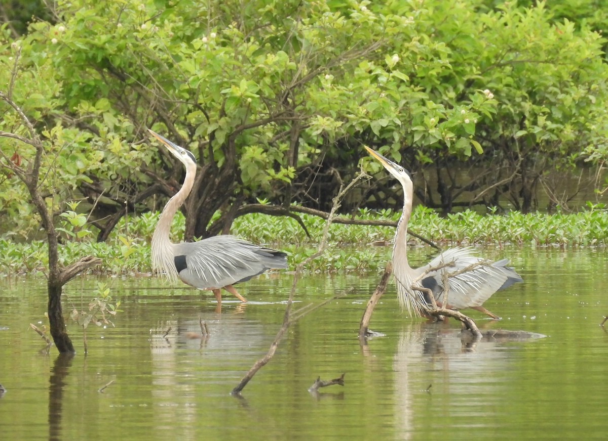 Great Blue Heron - ML620010940