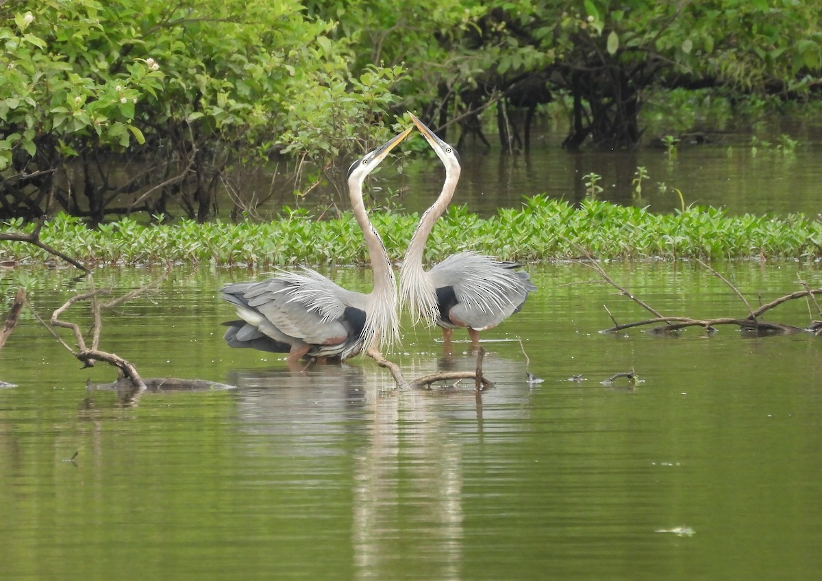 Great Blue Heron - ML620010941