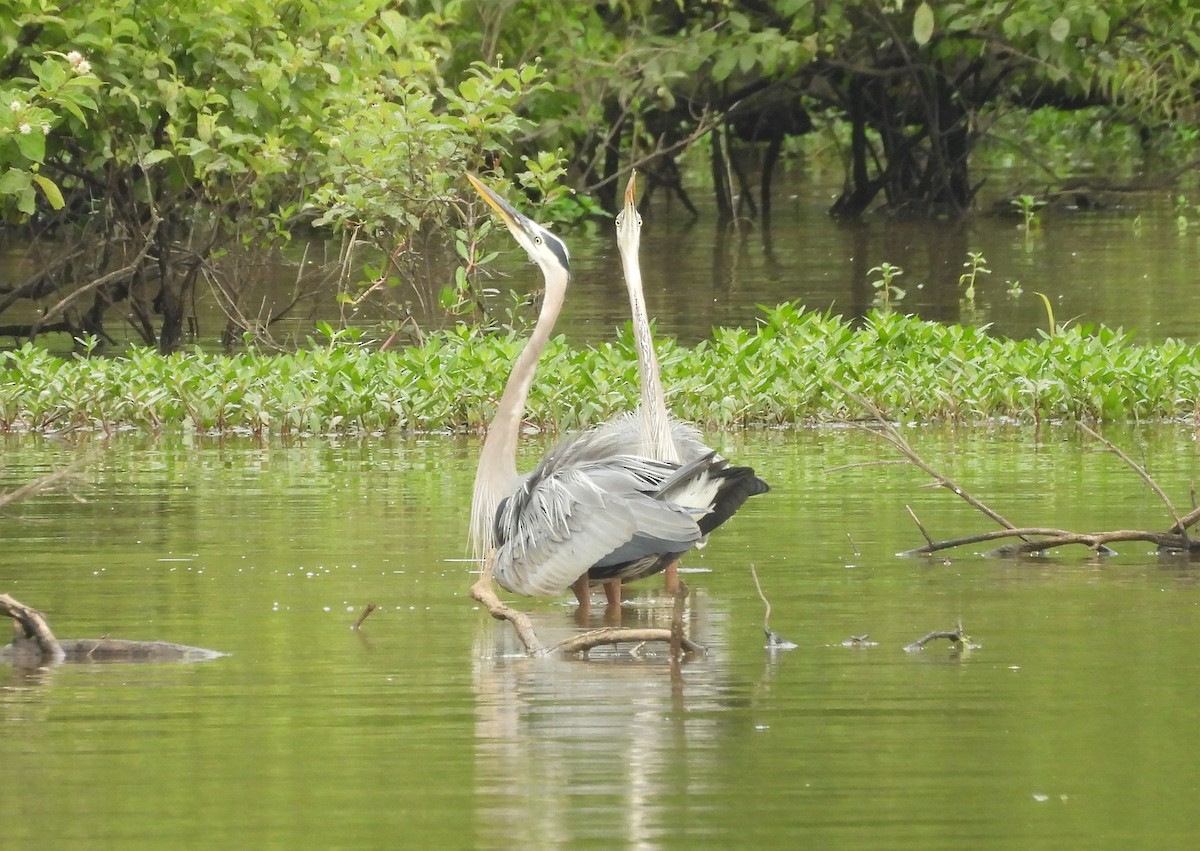 Great Blue Heron - ML620010942