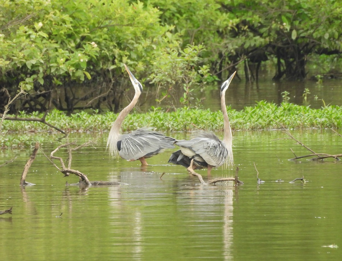 Great Blue Heron - ML620010943