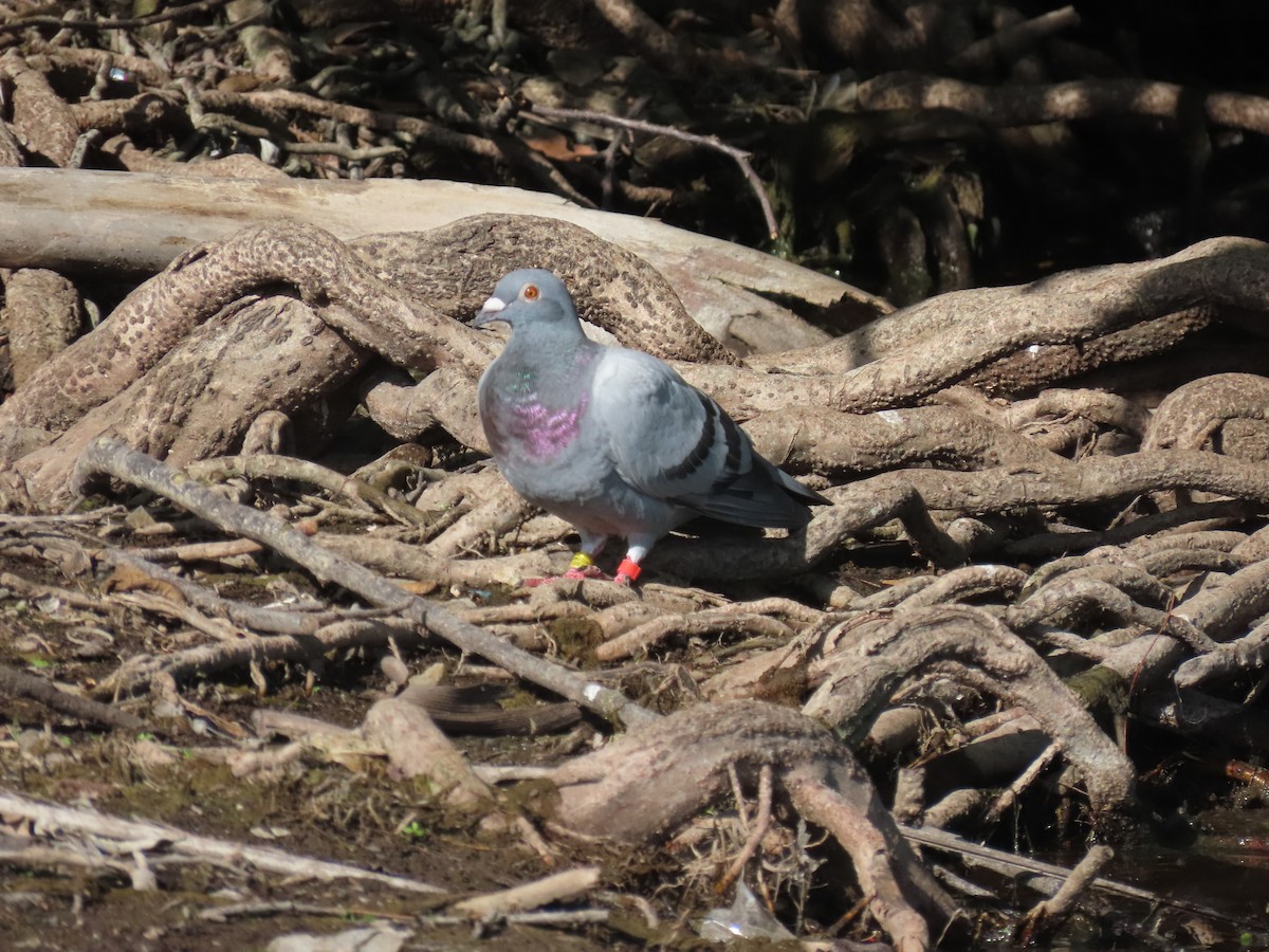 Rock Pigeon (Feral Pigeon) - ML620010944