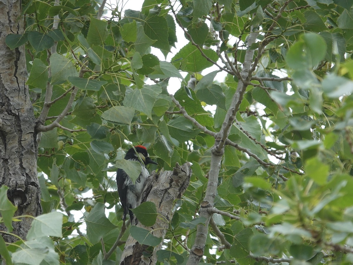Acorn Woodpecker - ML620010947