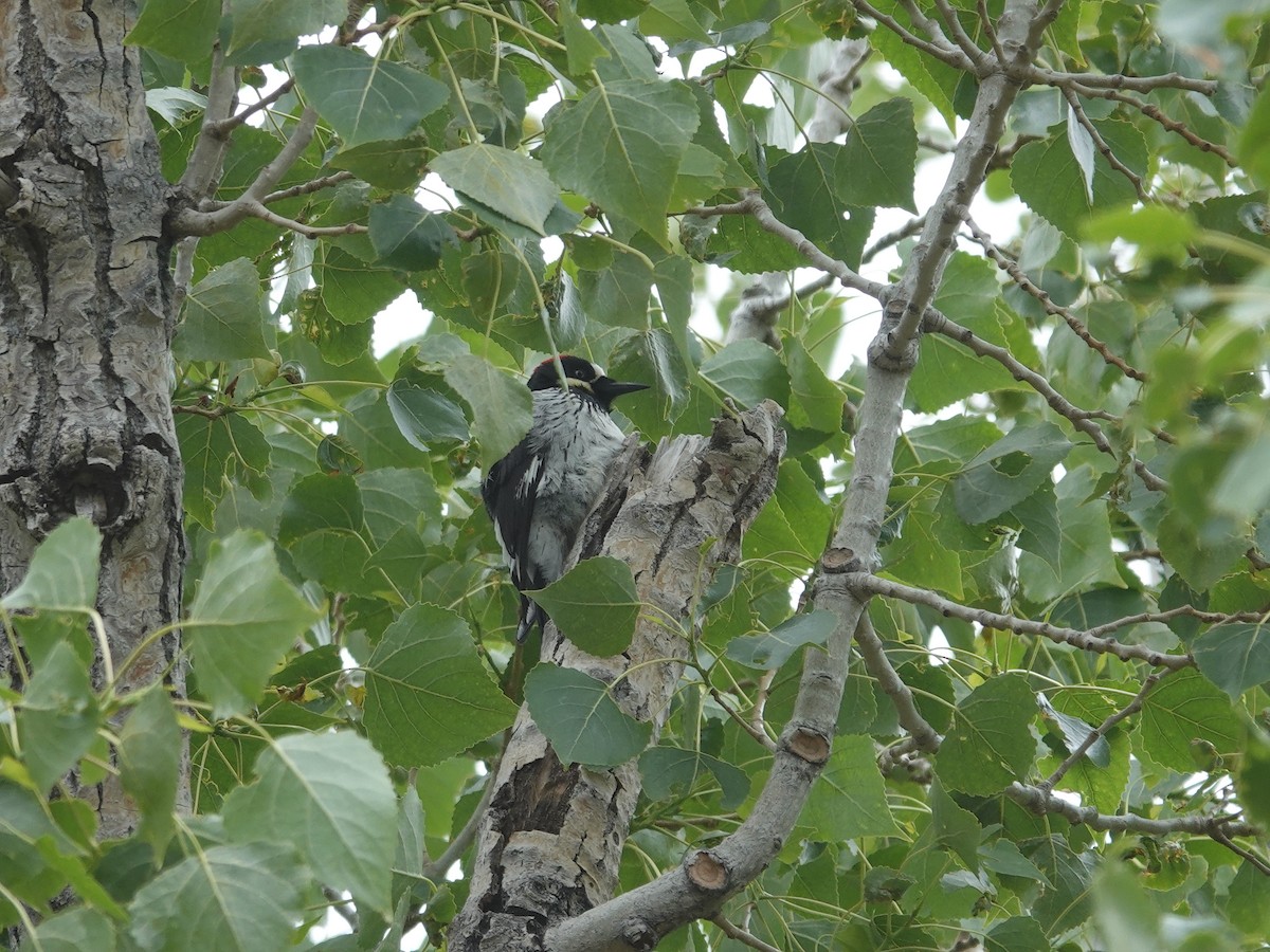 Acorn Woodpecker - Donna Nordstrom