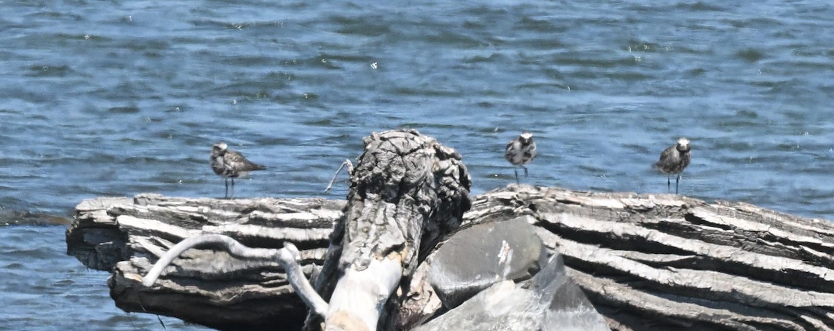 Black-bellied Plover - ML620010951