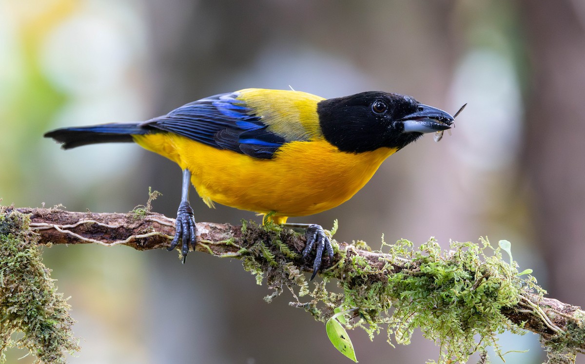 Black-chinned Mountain Tanager - ML620010955