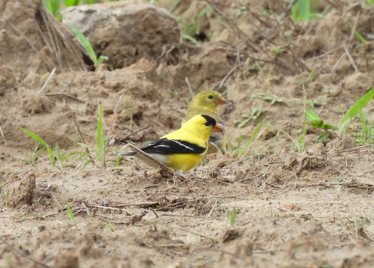 American Goldfinch - ML620010956