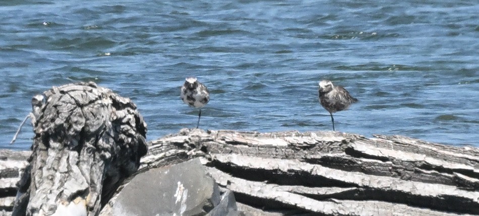 Black-bellied Plover - Sylvain Cardinal